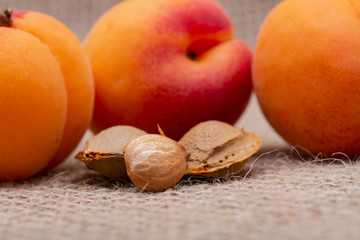 Fresh Organic Apricots and Apricot Kernels (the seed of an apricot, often called a 