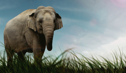 Fototapeta na wymiar Asian Elephant Graphic Image Design