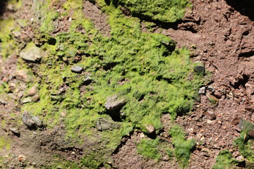 young plants in a field