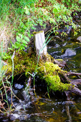 moss stump