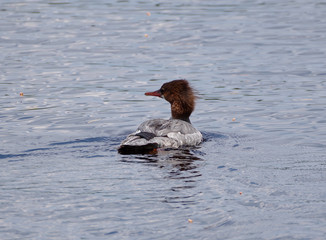 female common merganser