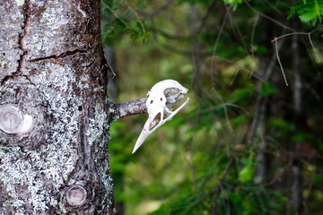 bird skull