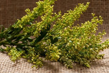 Stems of Fresh Yellow Asters Solidago Flowers (commonly called Goldenrods) on natural burlap...