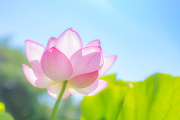 Obraz premium 蓮の花の輝き