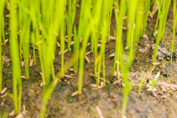 Baby rice tree at organic farm in daylight. Concept of agriculture and farmer.