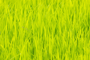 Baby rice tree at organic farm in daylight. Concept of agriculture and farmer.