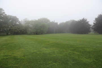 landscape with trees and blue sky