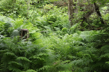 waterfall in the forest