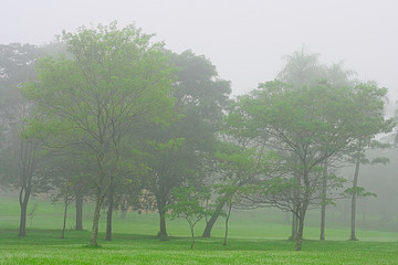 Fototapeta premium Arboles verdes en el parque en un día con mucha niebla