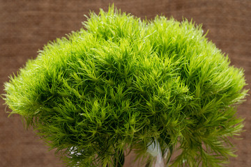 Fototapeta premium Green Ball - Dianthus Barbatus - Sweet William. Unique Ball-shaped, lime green flowers in clear glass vase isolated on natural burlap background.