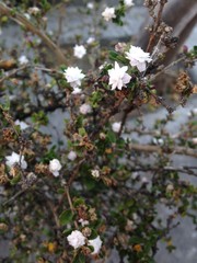 small white flowers