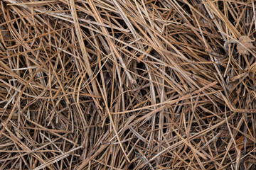 pine straw close detail