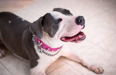 Pitbull dog lying on the floor looking up attentively. Dangerous dog