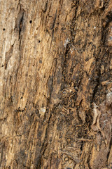 wood tree texture pattern