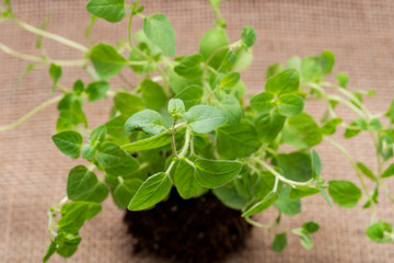 Organic Oregano Plant with roots in fertilized soil isolated on natural burlap background. Origanum vulgare. Mint Family (Lamiaceae). 