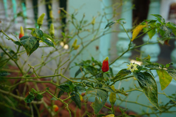 Red, Yellow, Green Small Chili/Cayenne Pepper Green Plant in The Tropical Garden_3