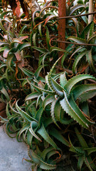 Obraz premium un jardín de aloe veras en una tarde de invierno