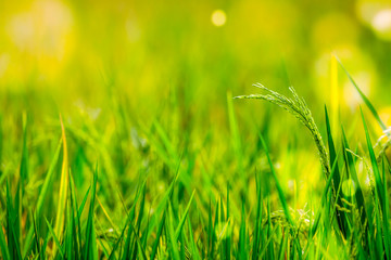 View of paddy or rice field in bright green color good for background