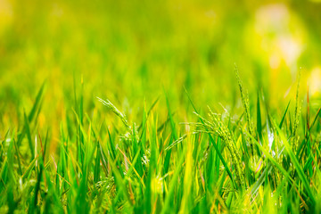 View of paddy or rice field in bright green color good for background
