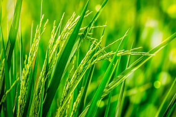 View of paddy or rice field in bright green color good for background