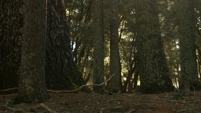 Azrou forest in morocca atlas