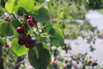 Red Fruits From Tree