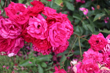 Pink Flower Bouquet