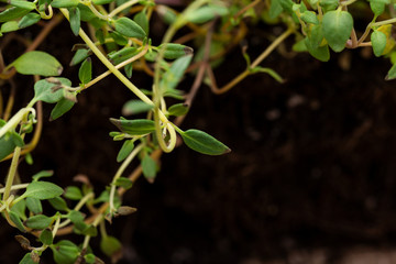 Macro shot of Organic Thyme Plant stalks and leaves on black soil background. Thymus vulgaris in the mint family Lamiaceae.