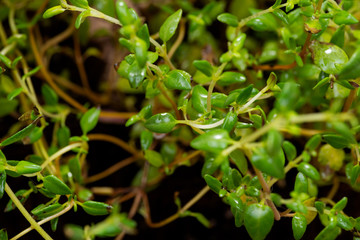 Macro shot of Organic Thyme Plant stalks and leaves on black soil background. Thymus vulgaris in the mint family Lamiaceae.