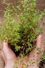 Woman's hands holding Organic Thyme Plant with roots in fertilized soil  isolated on natural burlap background. Thymus vulgaris in the mint family Lamiaceae.