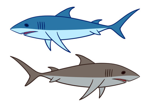 Shark vector illustration. 2 sharks swimming clip art isolated on white background.