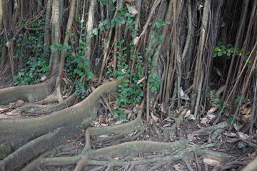 Giant large buttress root in javanese island of Indonesia_1