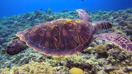 Green Turtle Swimming Over Coral Reef With Extreme Scuba Diver in the Background