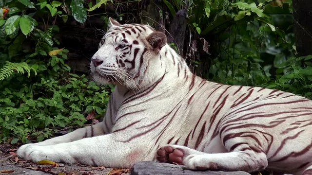 Endangered species whie tiger relaxing