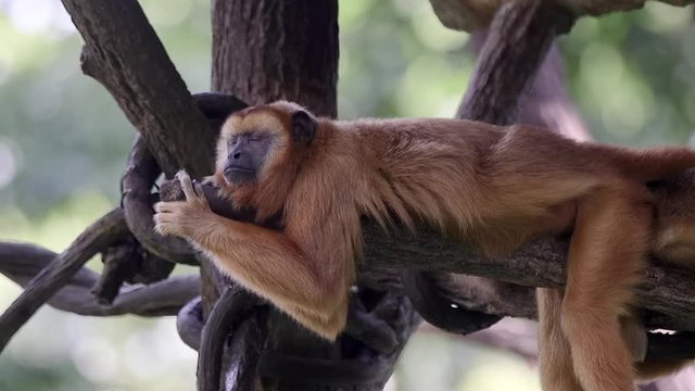 Brown howler monkey sleeping on tree