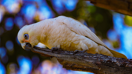Corella Parrot cleaning beak