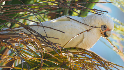 Australian Corella