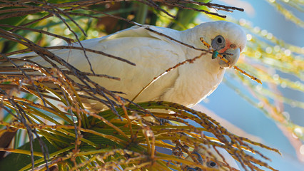 Corella Parrot