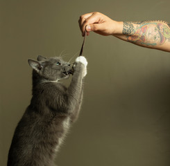 Gatita jugando con rata de juguete