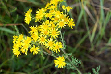 Jacobaea vulgaris, ragwort, common ragwort, benweed yellow flowers