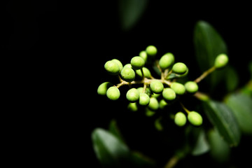 closeup of a plant