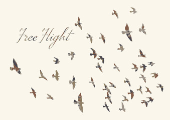 silhouette of a flock of flying birds