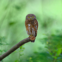 The owl is looking at the big eyes.