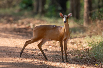 Barking deer or Muntjac has a back wound.