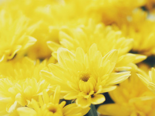 Yellow Gerbera flower beautiful, bright, durable and last a long time