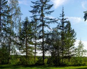 Obraz premium Young and old spruce trees grow on a cliff in the forest against the horizon in the Northern tundra of Yakutia.