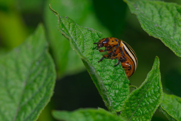 Colorado beetle closeup