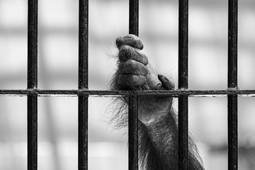 Close-up of orangutan's hand climb up the cage.