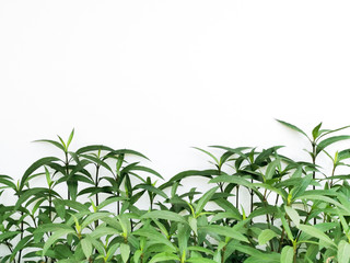 Natural green leaves below the frame, beautiful white background