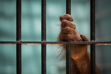 Close-up of orangutan's hand climb up the cage.